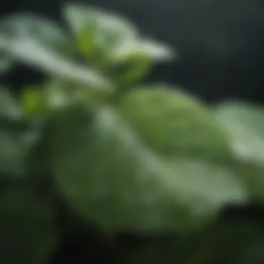 A close-up of fresh leaves of a well-known medicinal herb with dew drops