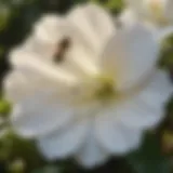 Close-up view of a gardenia flower surrounded by bees