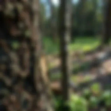 Effective Application of Garlon 4 Application technique of Garlon 4 on tree bark