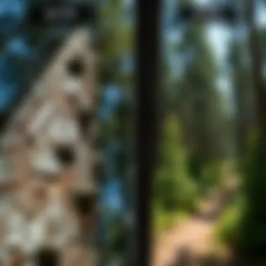 Impact on Invasive Species Management Before and after images of invasive species treatment