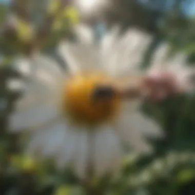 Blooming native flora in Summerville