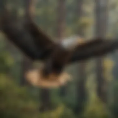 A majestic Bald Eagle soaring over California's coastline