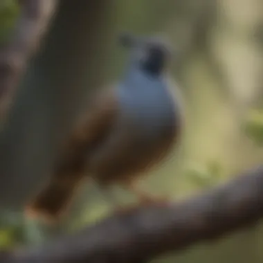 A vibrant California Quail perched on a branch
