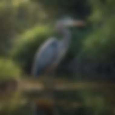 A Great Blue Heron wading in a tranquil wetland
