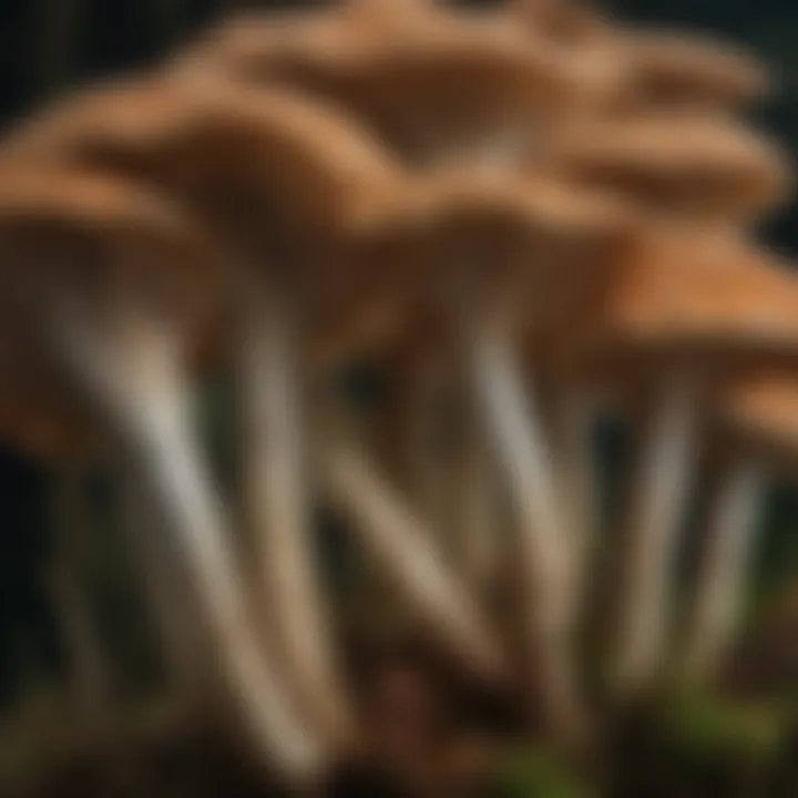 Close-up of mushroom gills showcasing detailed structure