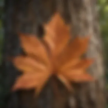 Diverse leaf shapes found in Texas trees