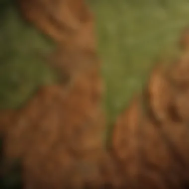 Examining Textures of Local Tree Leaves Close-up of a unique leaf texture from a Texas tree