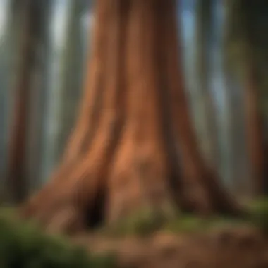 The Majesty of Sequoia: A Symbol of Resilience Majestic Sequoia tree showcasing its immense trunk