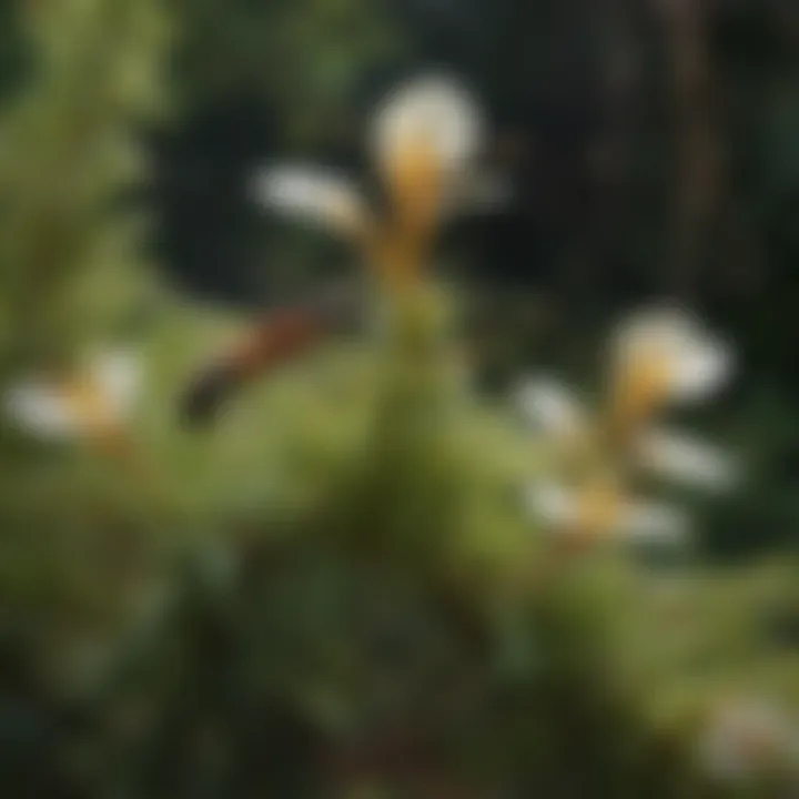 A detailed view of ants on a flowering plant, demonstrating their unexpected role in the pollination process.