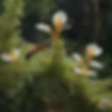 Ants as Unlikely Pollinators A detailed view of ants on a flowering plant, demonstrating their unexpected role in the pollination process.