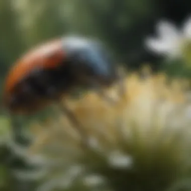 Beetle's Role in Pollination A close-up of a beetle crawling over a pollen-laden flower, illustrating its contribution to plant reproduction.