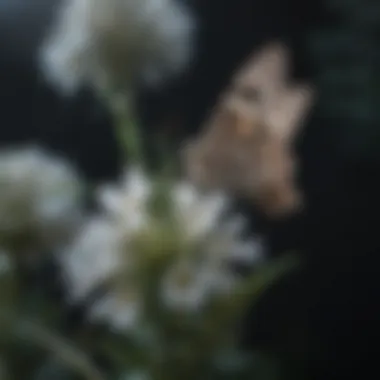 Moths and Night Pollination A variety of moths attracted to night-blooming flowers, highlighting their nocturnal pollination activity.