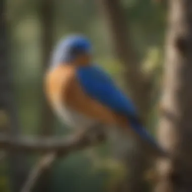 A vibrant bluebird perched on a branch