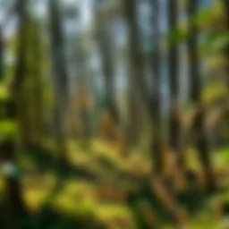 A serene woodland landscape showcasing diverse trees and undergrowth