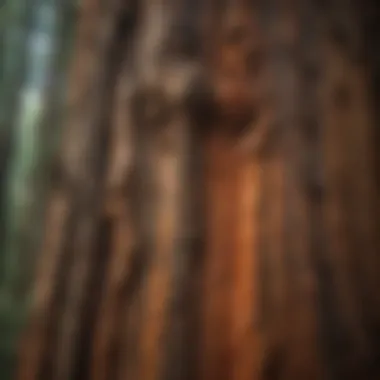 Close-up of the bark texture of the giant redwood tree