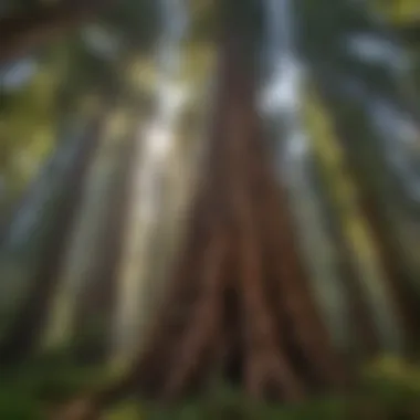 Majestic view of the largest redwood tree in California surrounded by lush forest