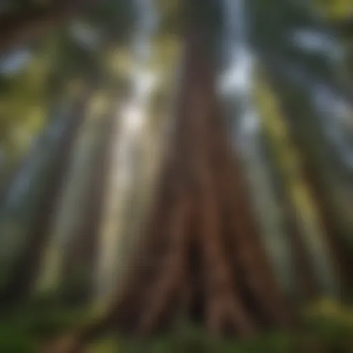 Majestic view of the largest redwood tree in California surrounded by lush forest