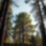 A majestic tree showcasing the beauty of sustainable forestry