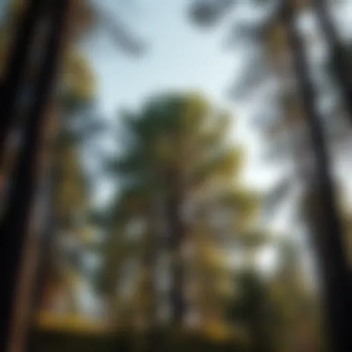 A majestic tree showcasing the beauty of sustainable forestry