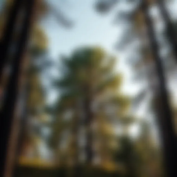 The Beauty of Sustainable Forestry A majestic tree showcasing the beauty of sustainable forestry