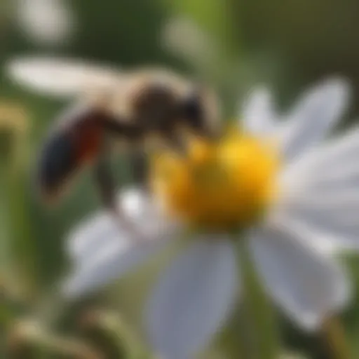 Mason bee pollinating a flower in a Florida garden