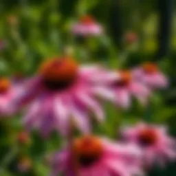 Close-up of Echinacea flowers in bloom