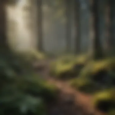 Woodland Ecosystem Natural habitat showcasing woodland ecosystem