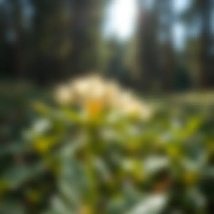 A vibrant milkweed plant in a natural setting