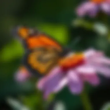A butterfly resting on a milkweed flower