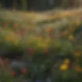 Vibrant field of wildflowers showcasing diversity