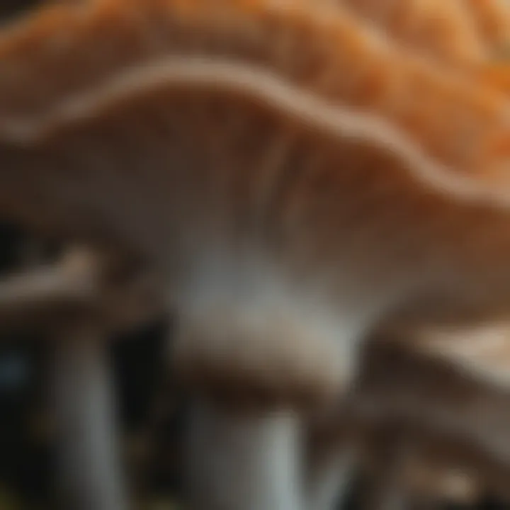 Close-up view showcasing the intricate gills of a mushroom.