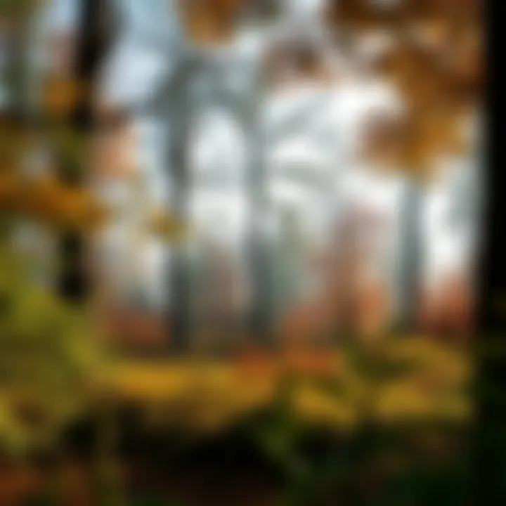 A serene woodland landscape showcasing diverse tree species