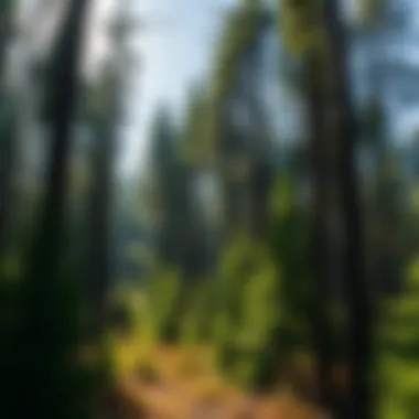 A visual representation of sustainable forestry practices