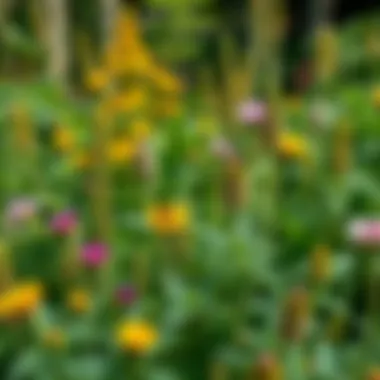 A diverse selection of native plants ideal for attracting beneficial insects