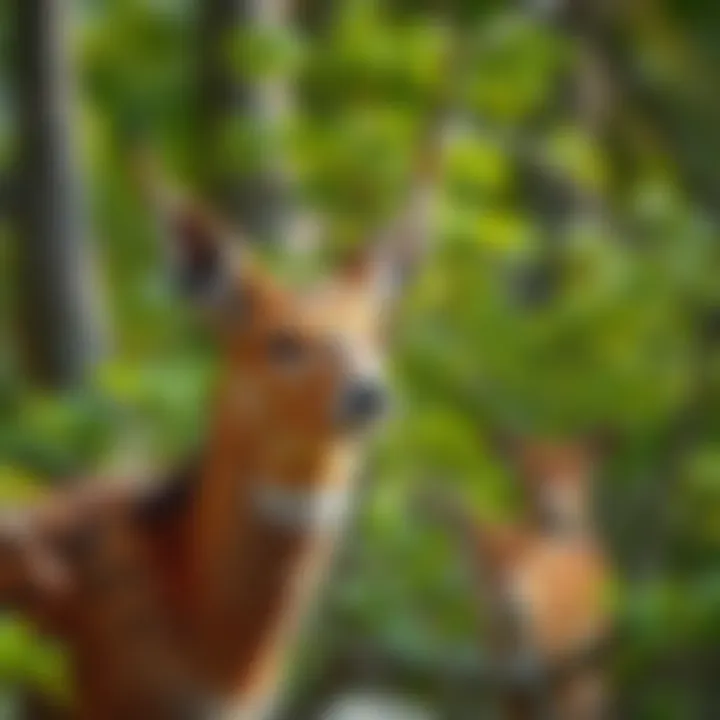 Wildlife in Colorado Wildlife spotted in Colorado's natural habitat