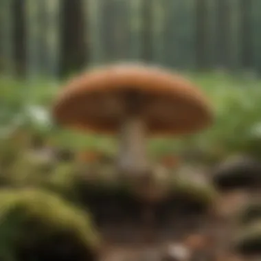 Field Guide: Essential Tool for Mushroom Enthusiasts Close-up of a field guide for mushroom identification