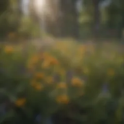 A vibrant display of native wildflowers in a northeastern meadow