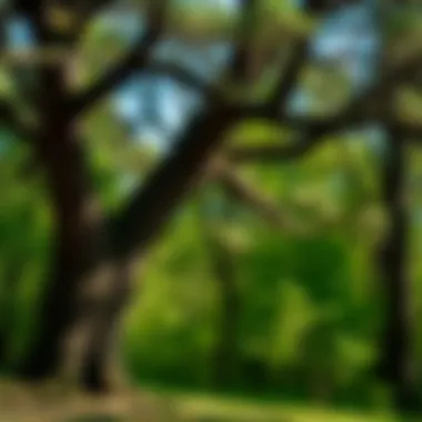 Legal documentation related to oak tree management