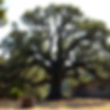 A majestic oak tree in a California woodland