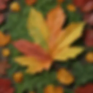Understanding Leaf Morphology Illustration of leaf morphology features