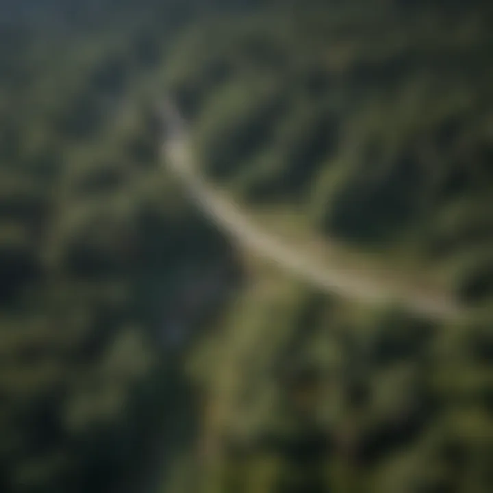 Aerial view of a forest with survey lines marked