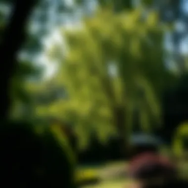 Lush garden benefiting from regular tree maintenance