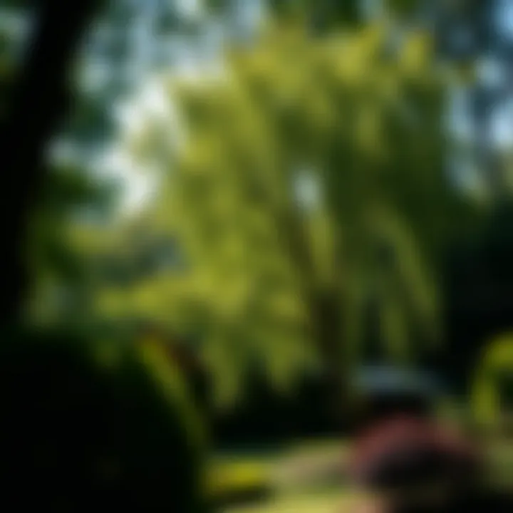 Lush garden benefiting from regular tree maintenance