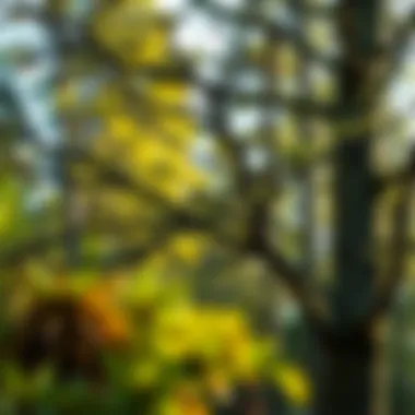 A variety of tree species illustrating seasonal trimming needs