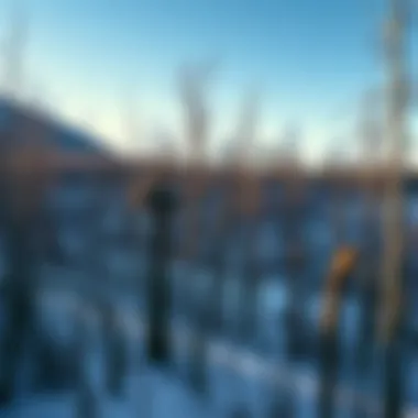 Winter landscape with dormant trees awaiting trim