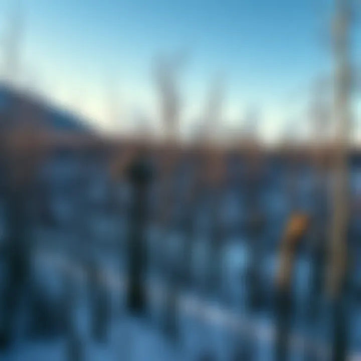 Winter landscape with dormant trees awaiting trim