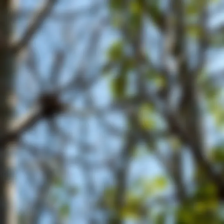 Before and After Tree Pruning Close-up of tree branches before and after pruning