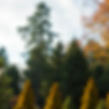 Diverse Tree Species and Their Seasonal Care A diverse range of tree species showcasing seasonal variations