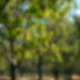 A lush green tree in spring showing new growth