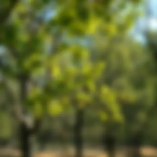 A lush green tree in spring showing new growth